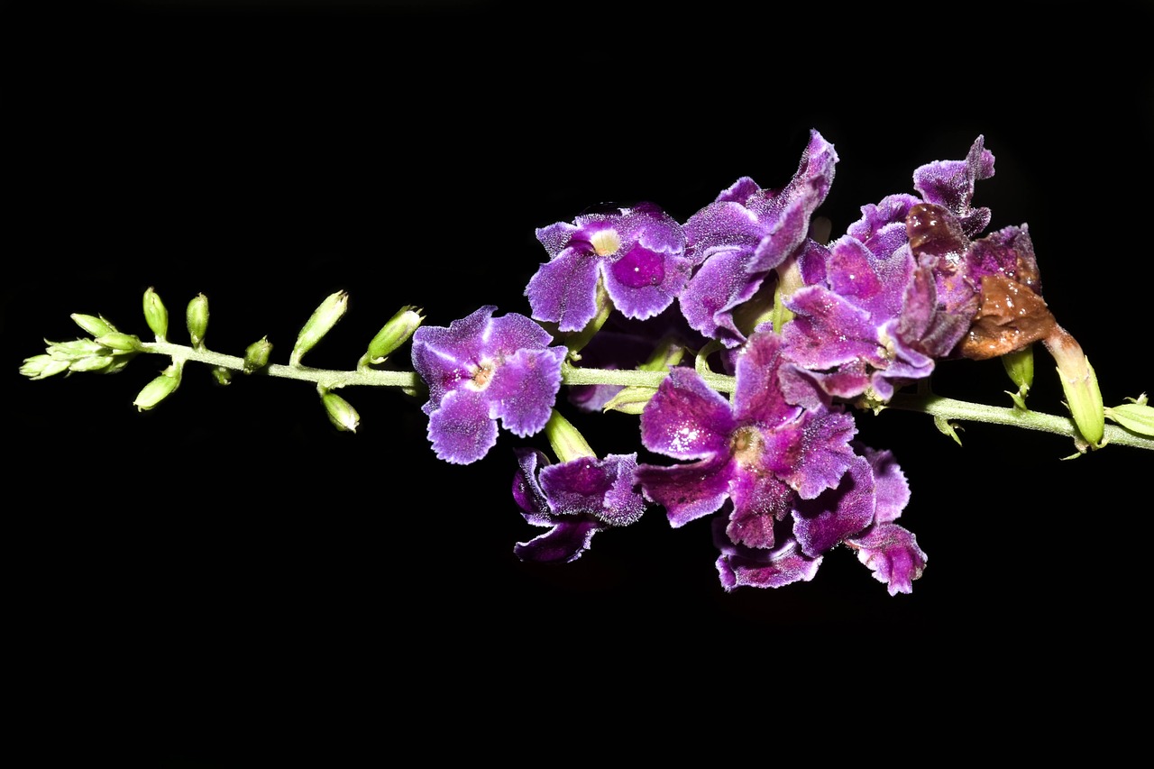 Image - flowers purple guayacan