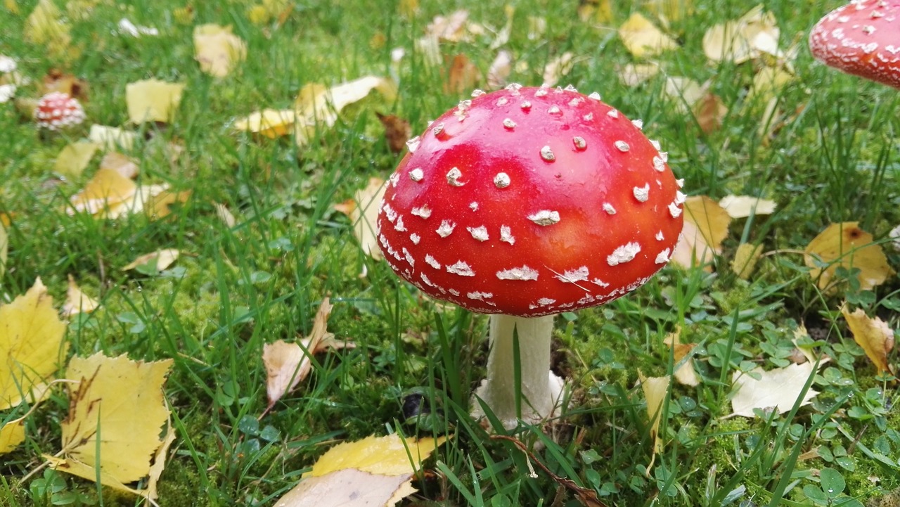 Image - fly agaric mushroom autumn leaves