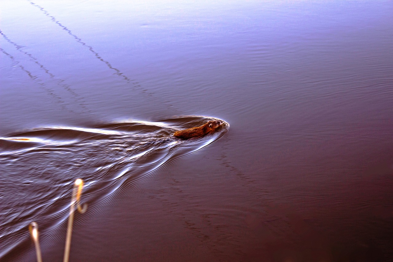 Image - spring river andatrum vacation