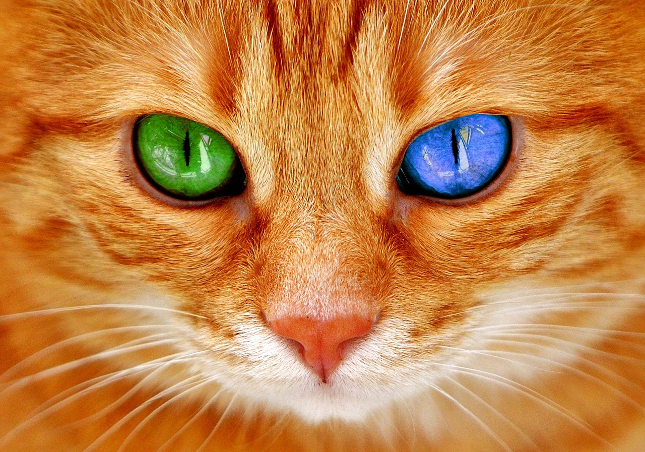 Image - cat eyes bi color blue green