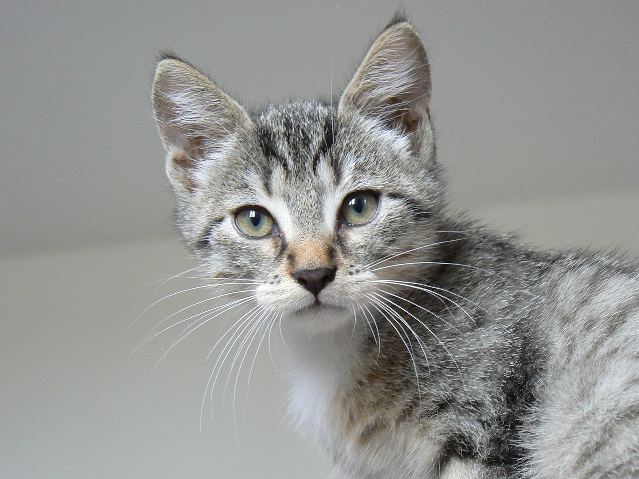Image - animals kitten cat cute