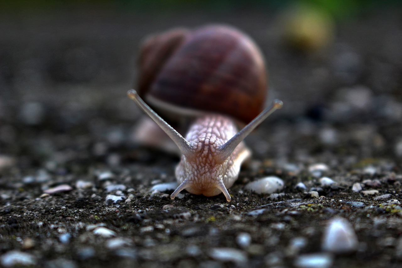 Image - slug snail conch
