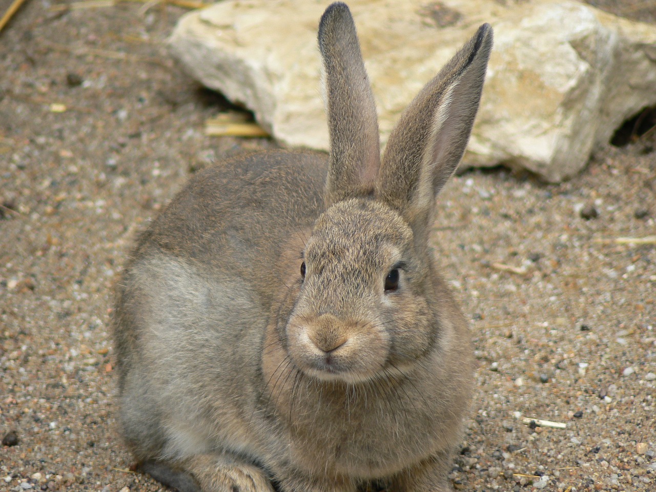 Image - rabit rabbit farm breeding