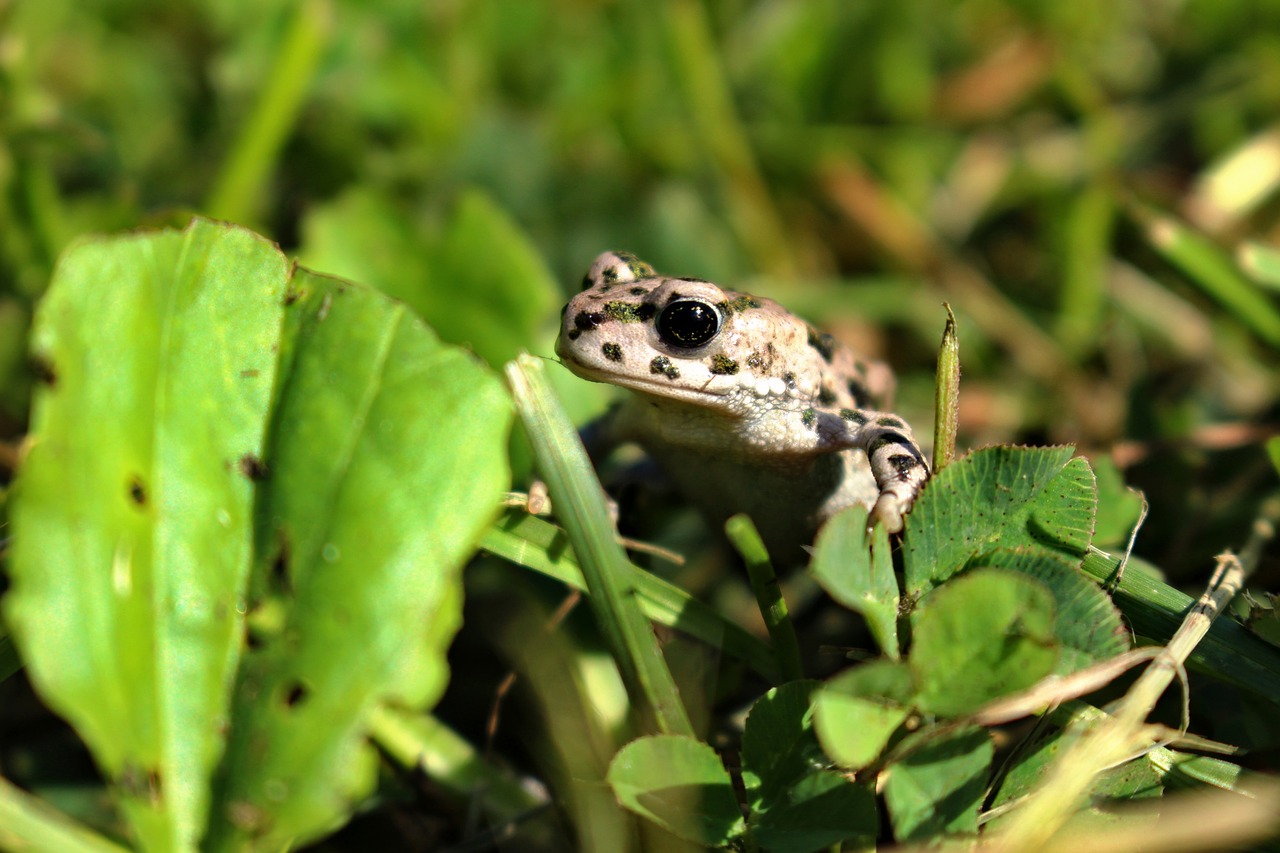 Image - žaba frog zvieratá