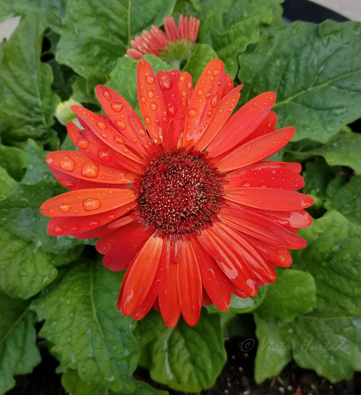 Image - flower red flower rain drops bright