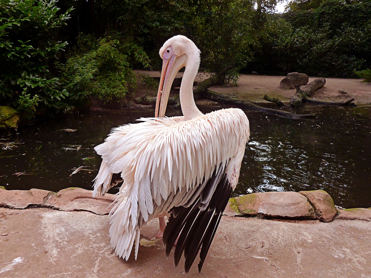 Image - pelikan white pelican dressing up