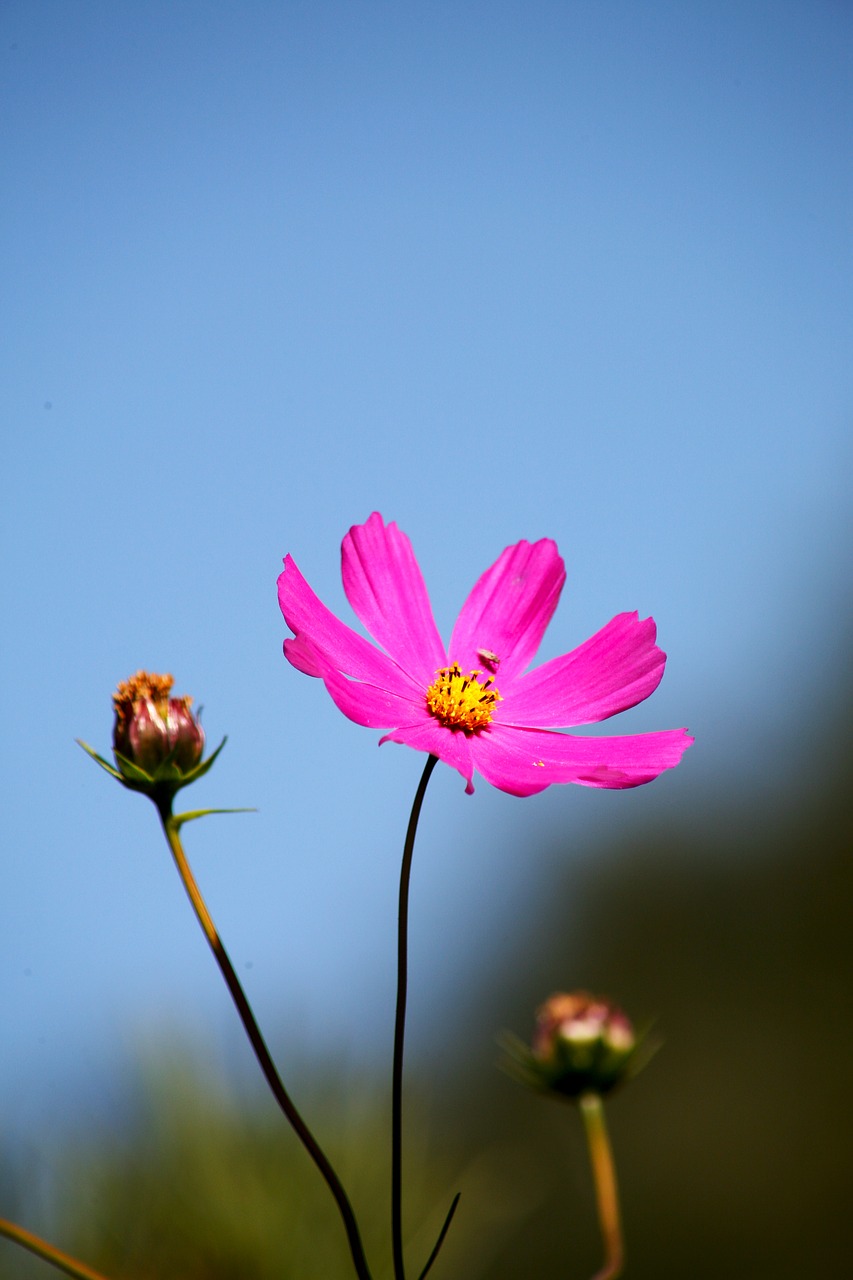 Image - cosmos autumn sky flowers pink