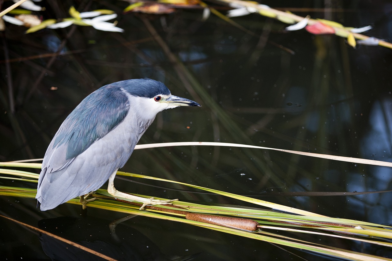 Image - new hunt nature migratory birds