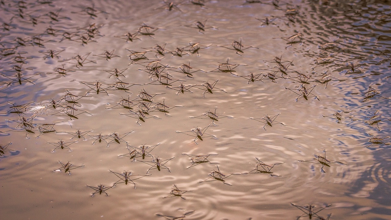 Image - water strider insect bug