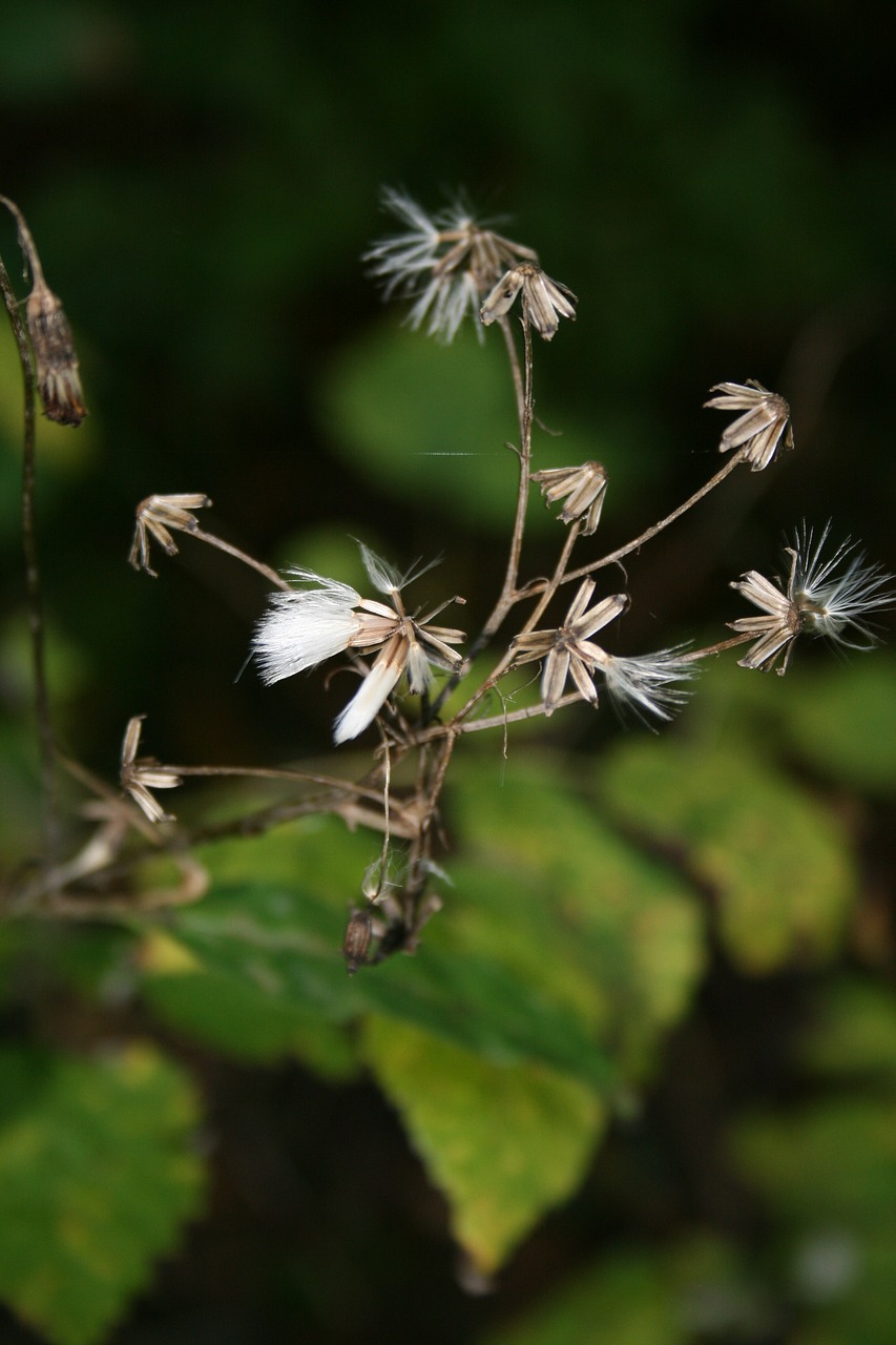 Image - plant dry withered autumn close