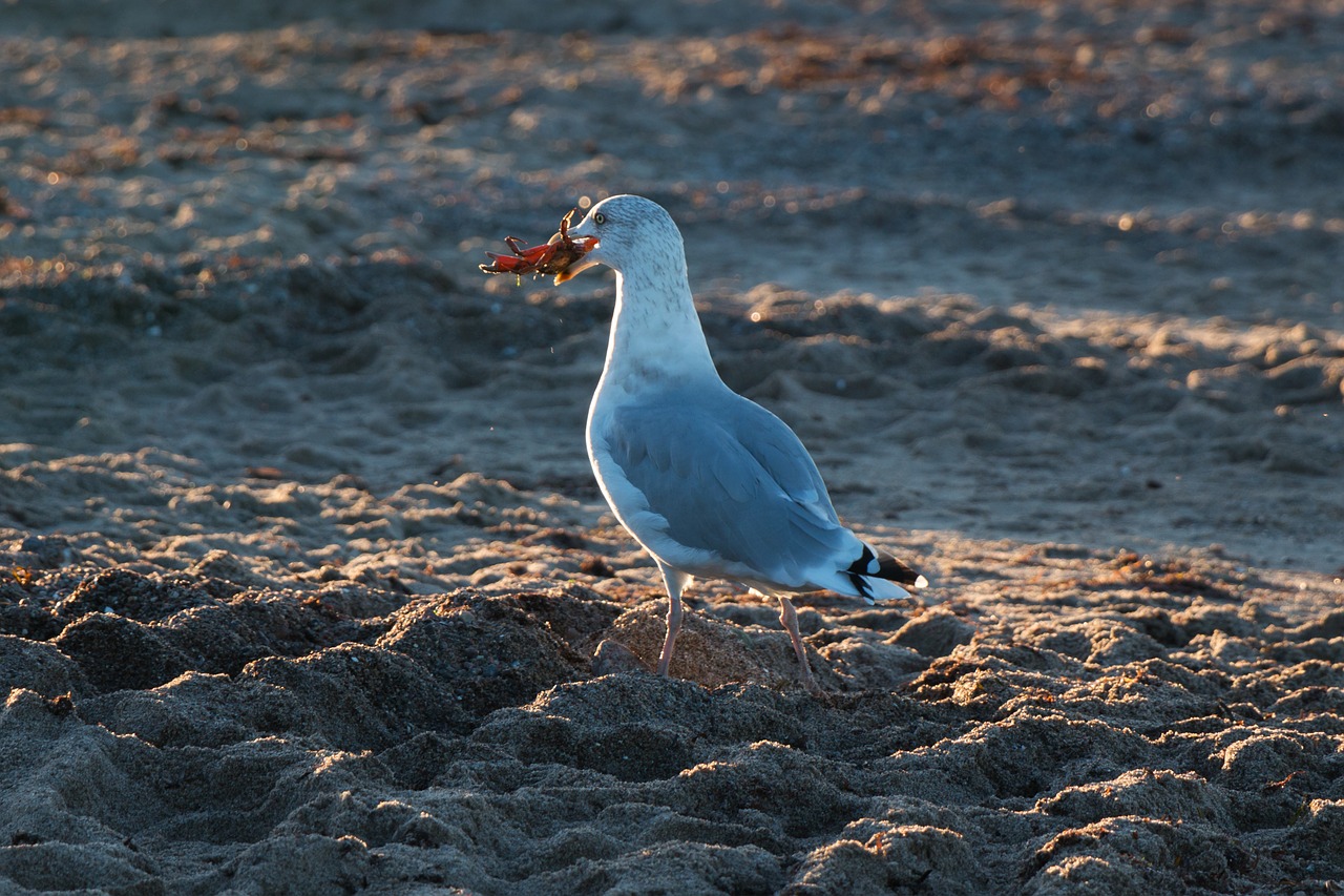 Image - seagull crab wave baltic sea sea