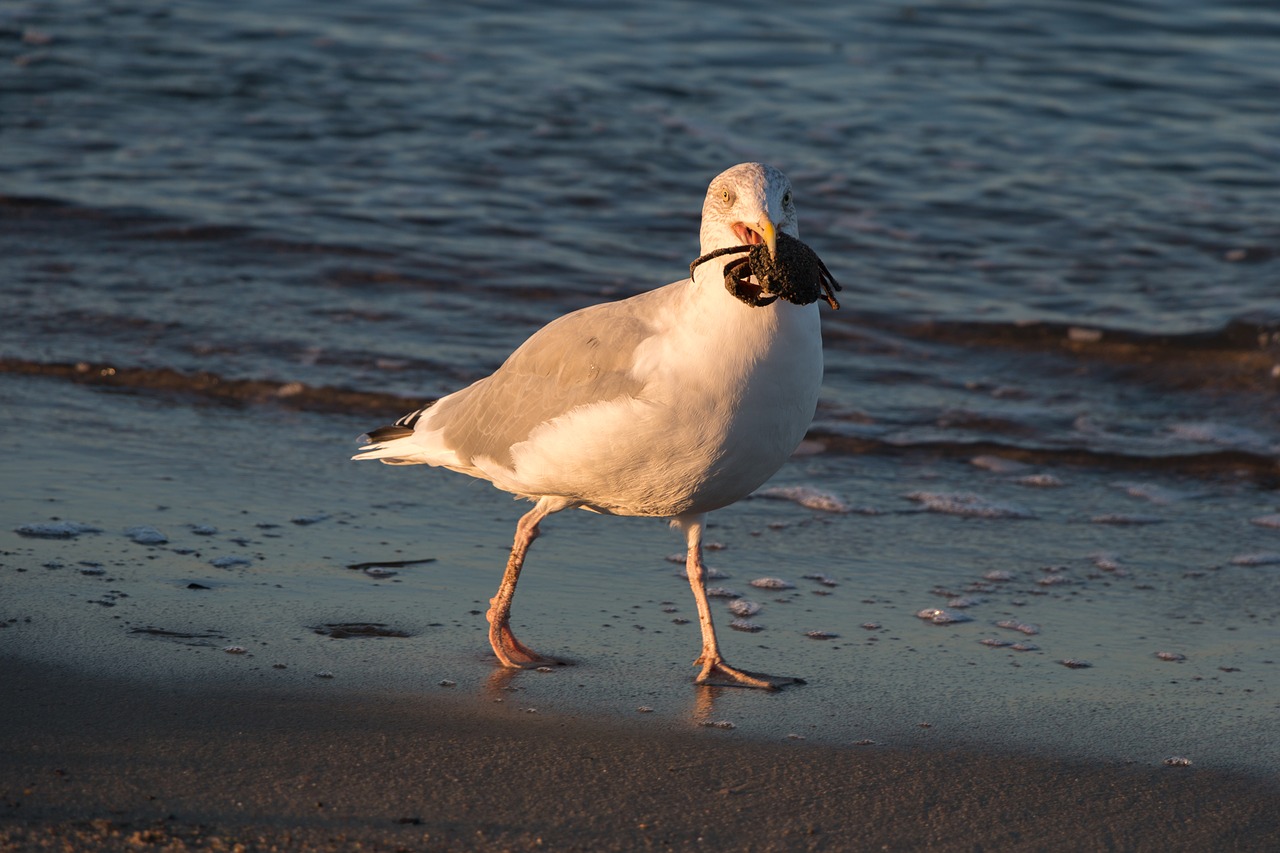 Image - seagull crab wave baltic sea sea