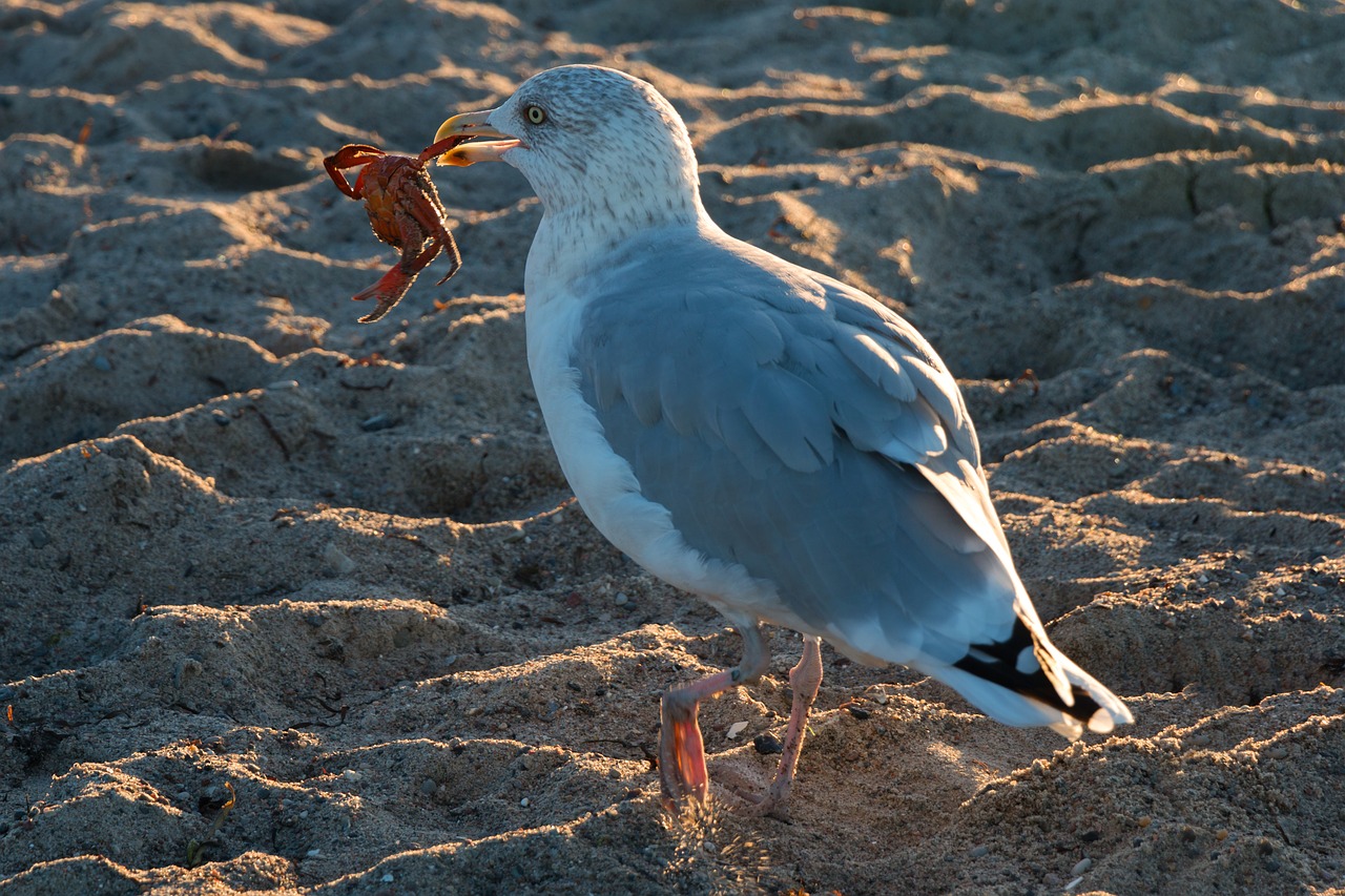Image - seagull crab wave baltic sea sea