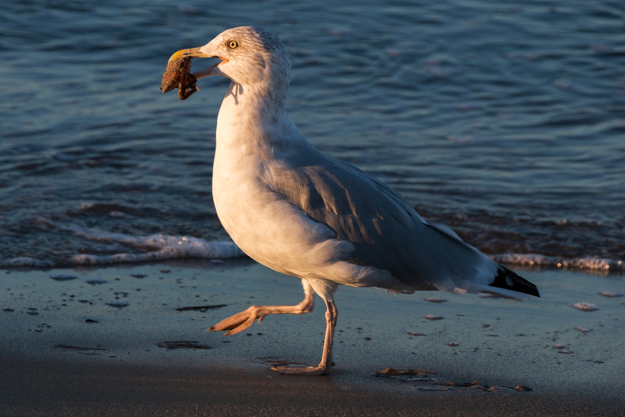 Image - seagull crab wave baltic sea sea