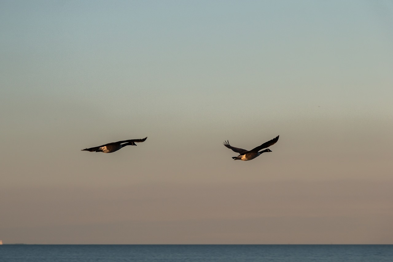 Image - geese wave baltic sea sea water