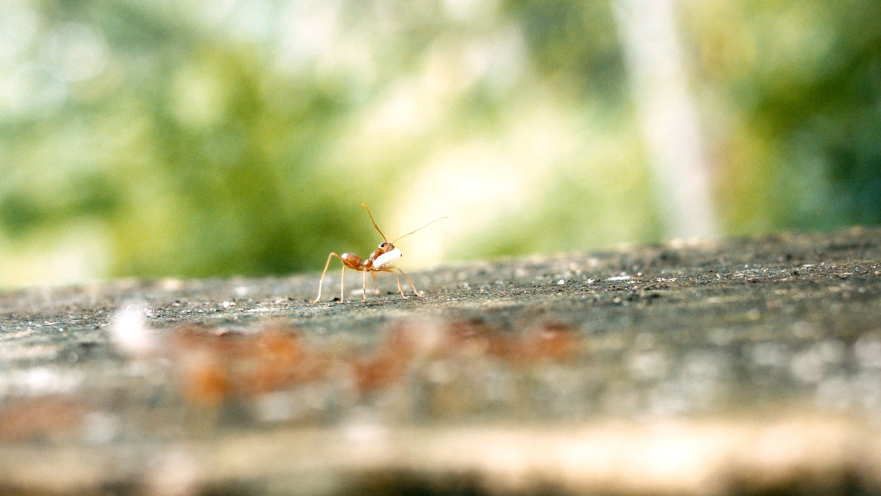 Image - ant ant egg single ant