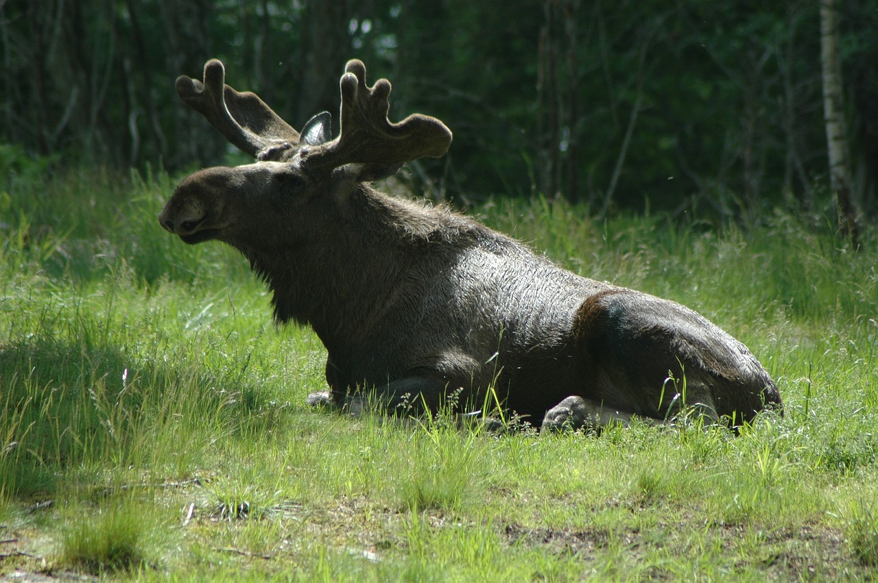 Image - moose 7 sweden forest lake