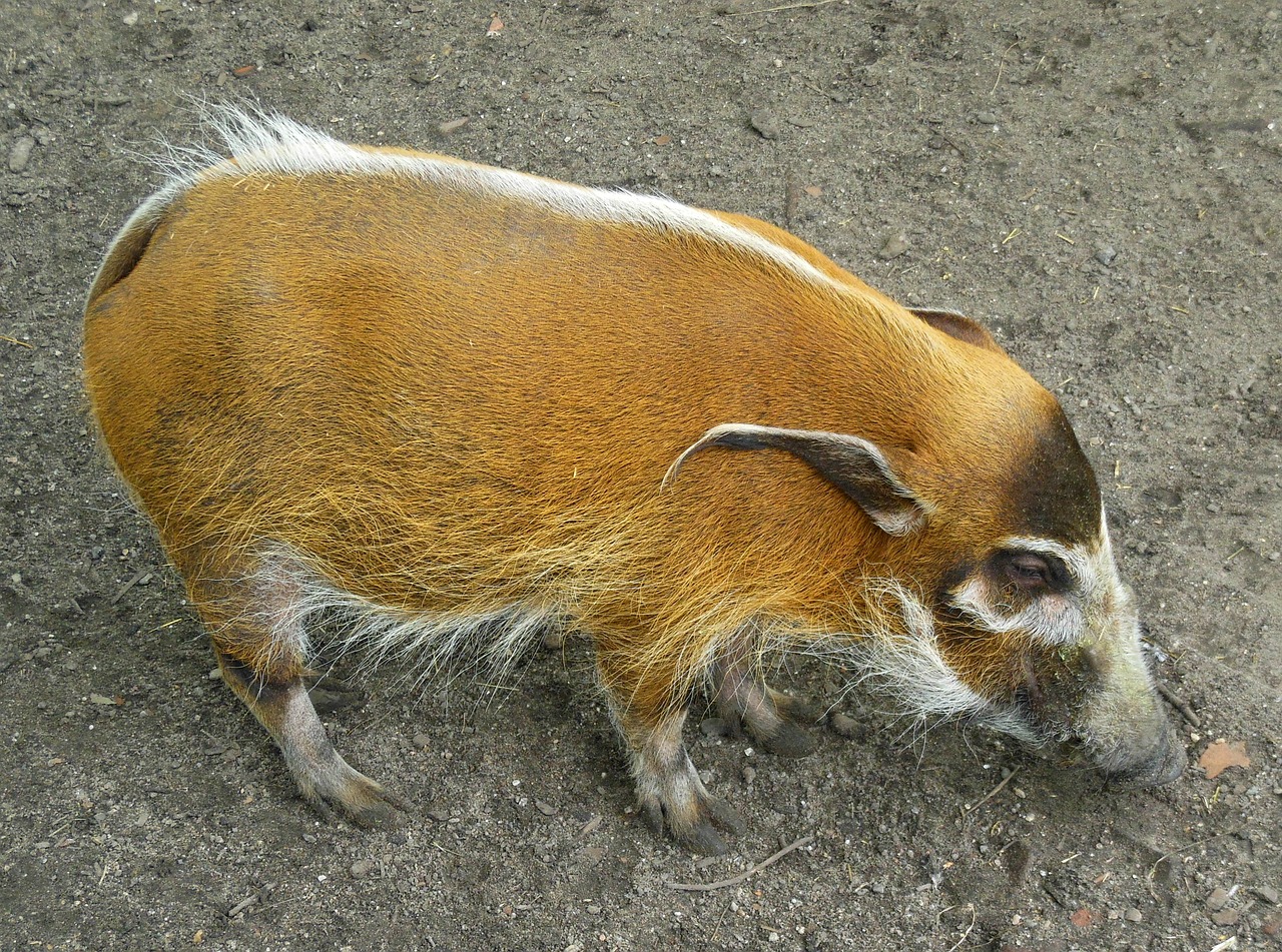 Image - red river hog hog bush pig pig