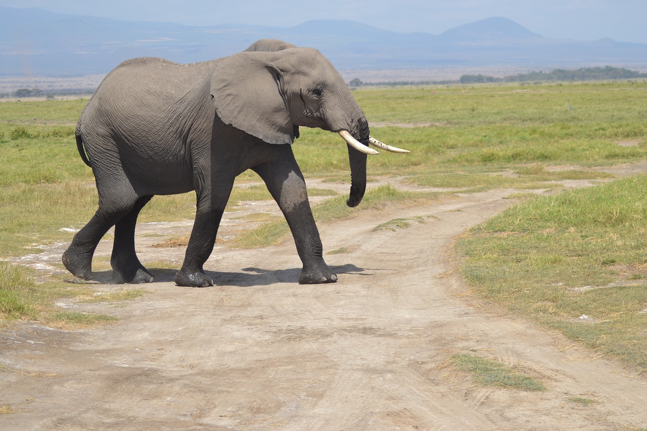 Image - elephant africa forest