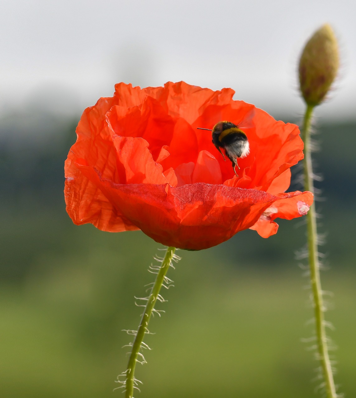 Image - poppy hummel meadow close summer