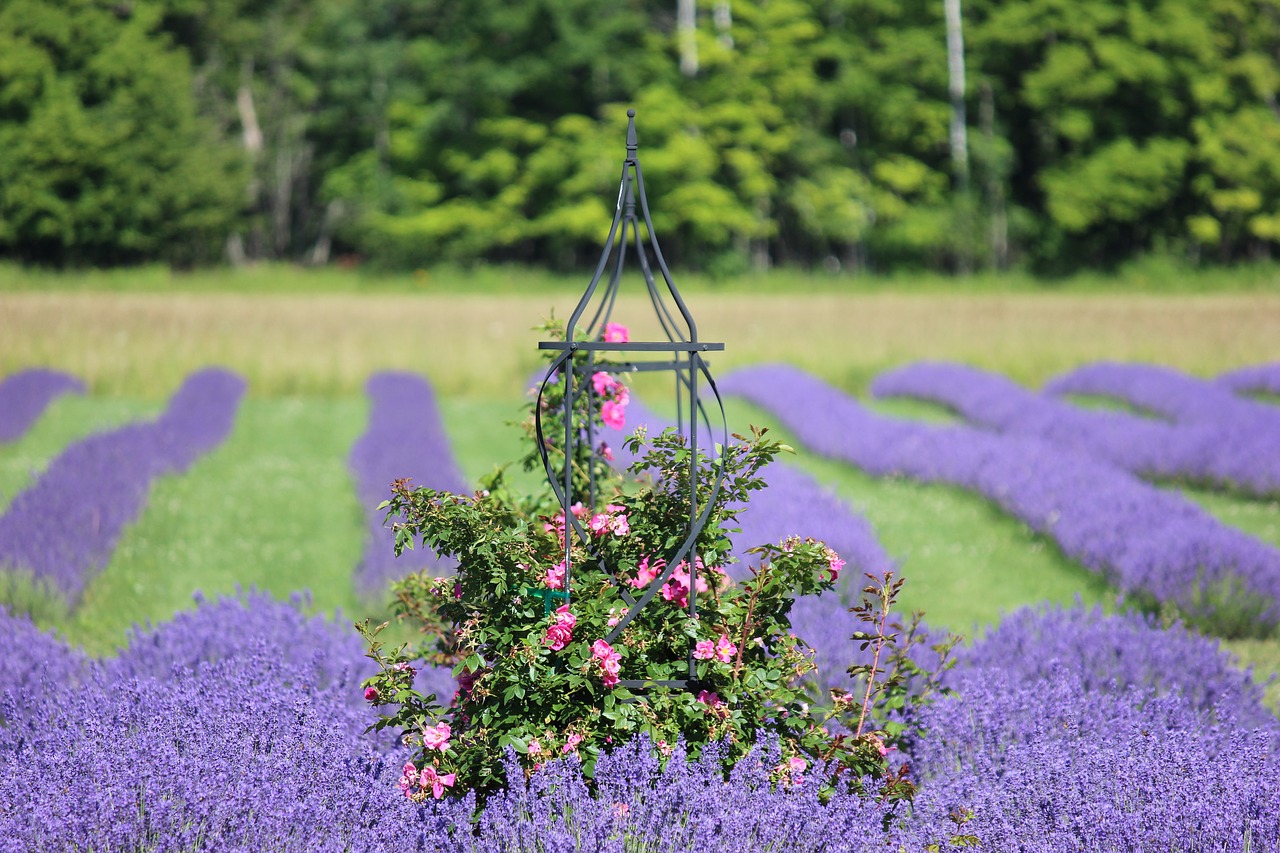 Image - flower lilac purple blossom floral