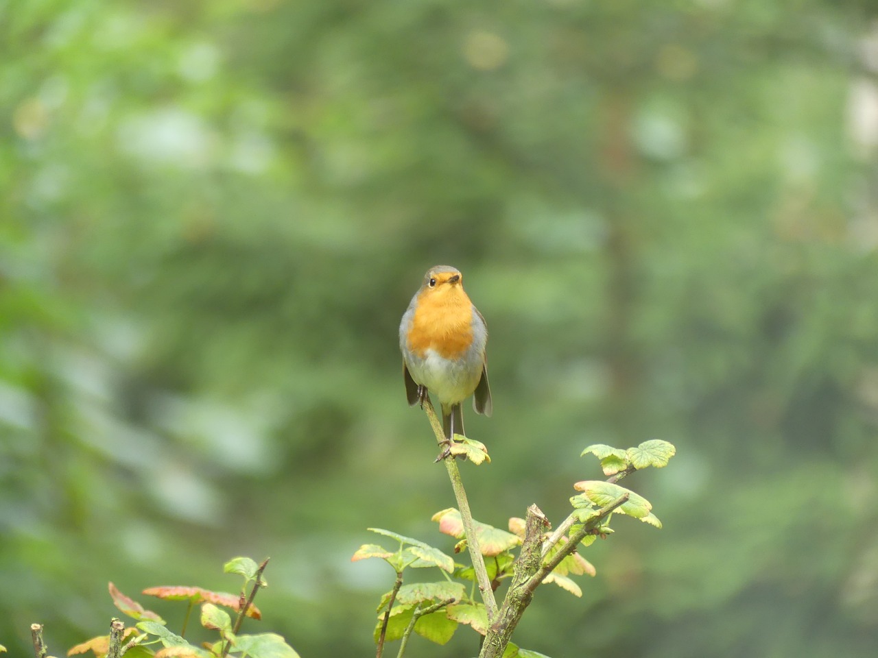 Image - robin sings forest