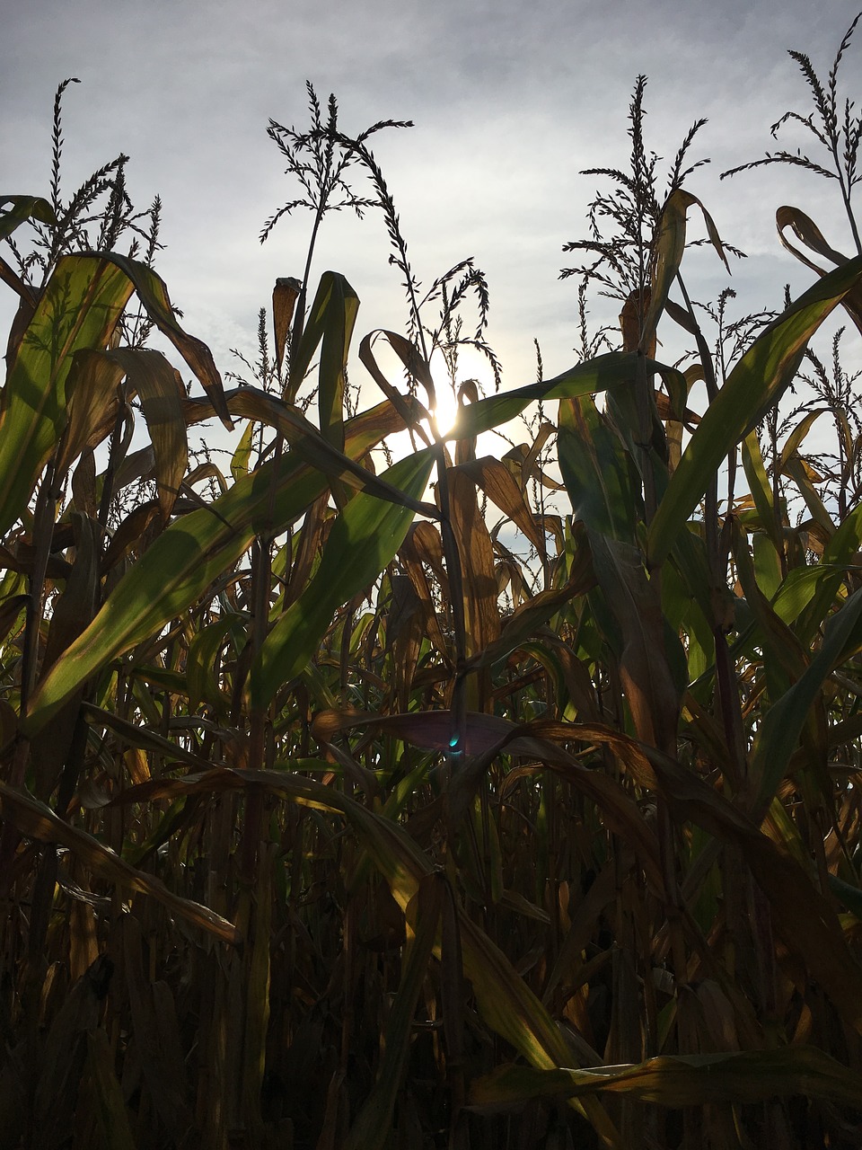 Image - autumn corn corn on the cob harvest
