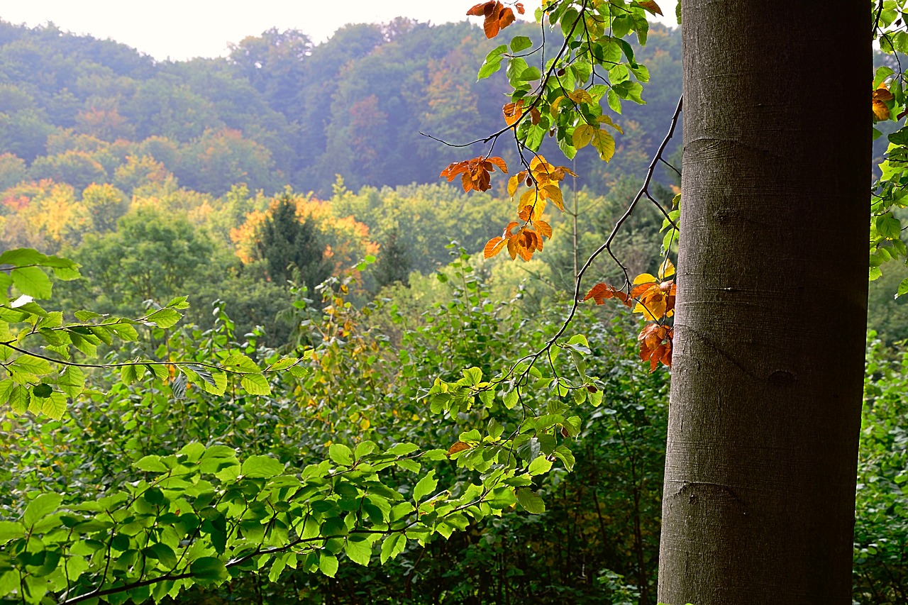 Image - forest fall color colorful leaves