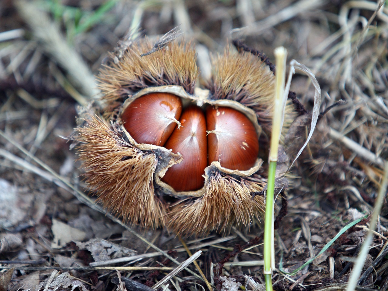 Image - night chestnut autumn