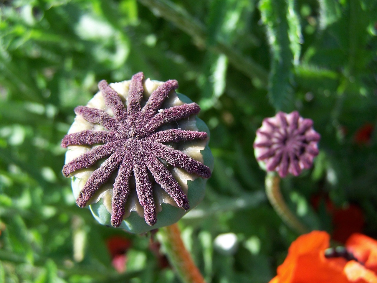 Image - flower poppy mohnstempel faded