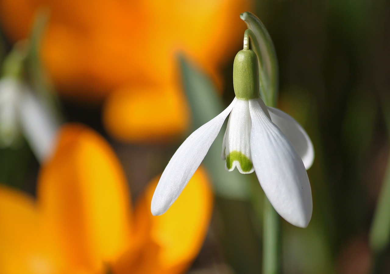 Image - snowdrop blossom bloom flowers