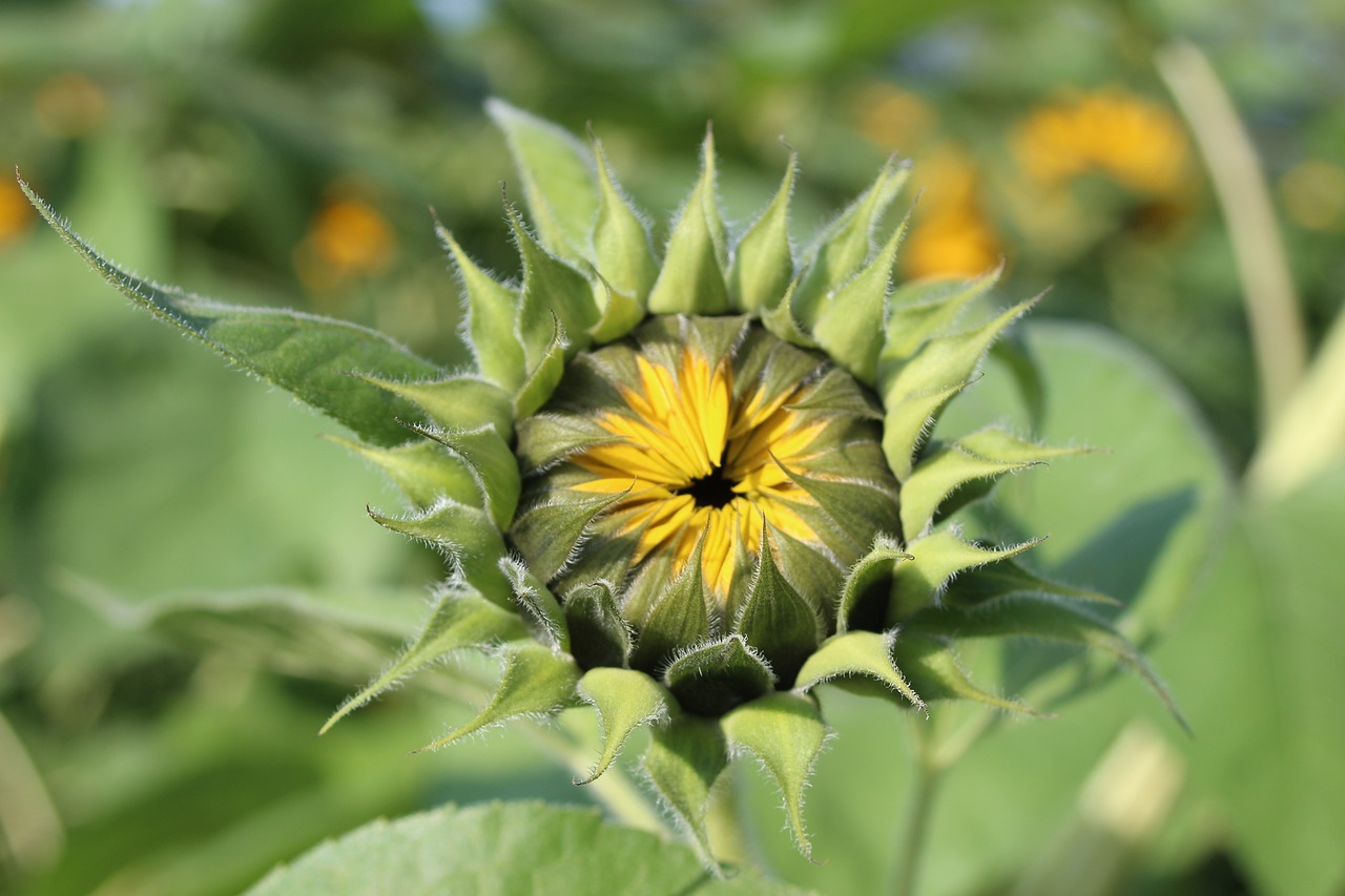 Image - switzerland sun flower nature