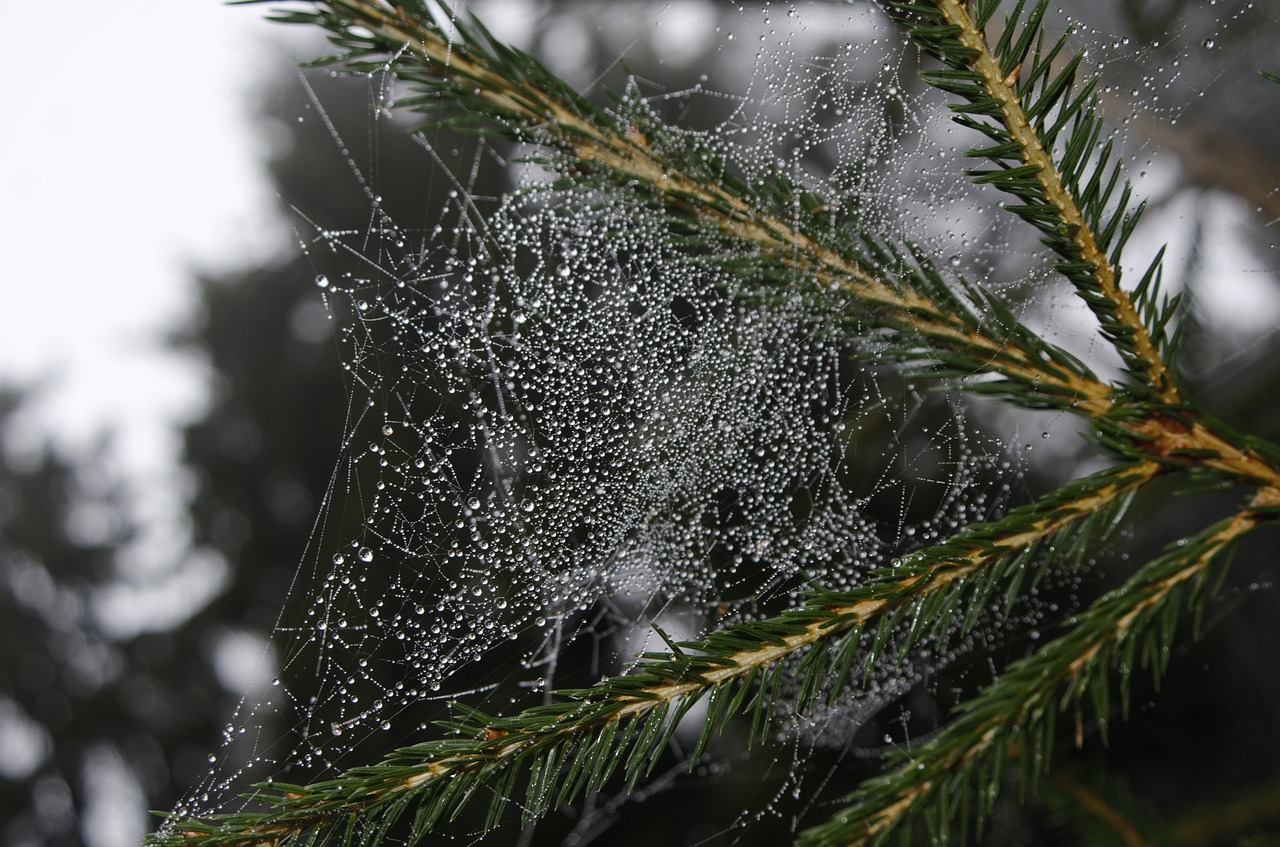 Image - web the morning dew nature droplets