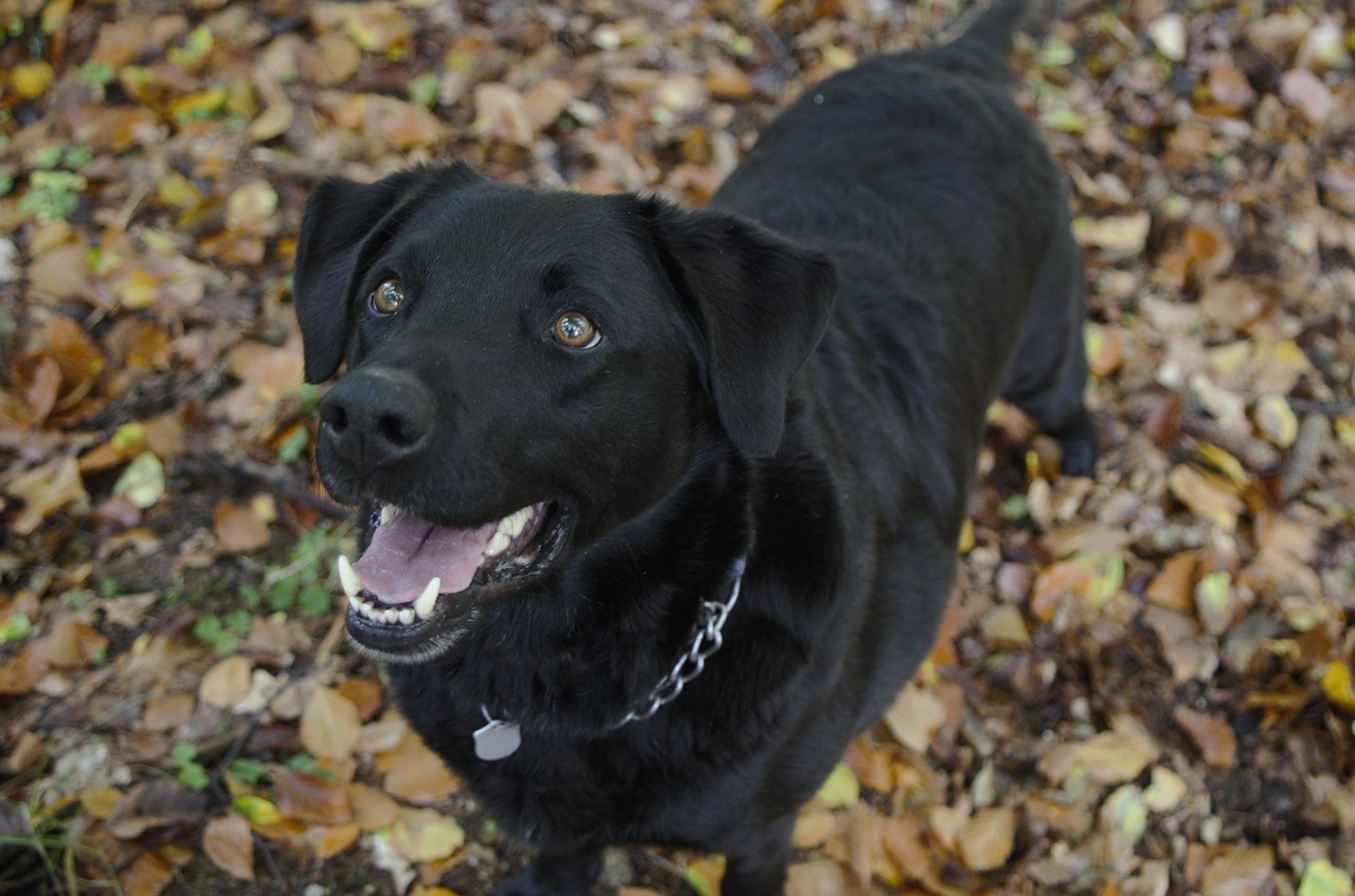 Image - dog black brown eyes fallen leaves