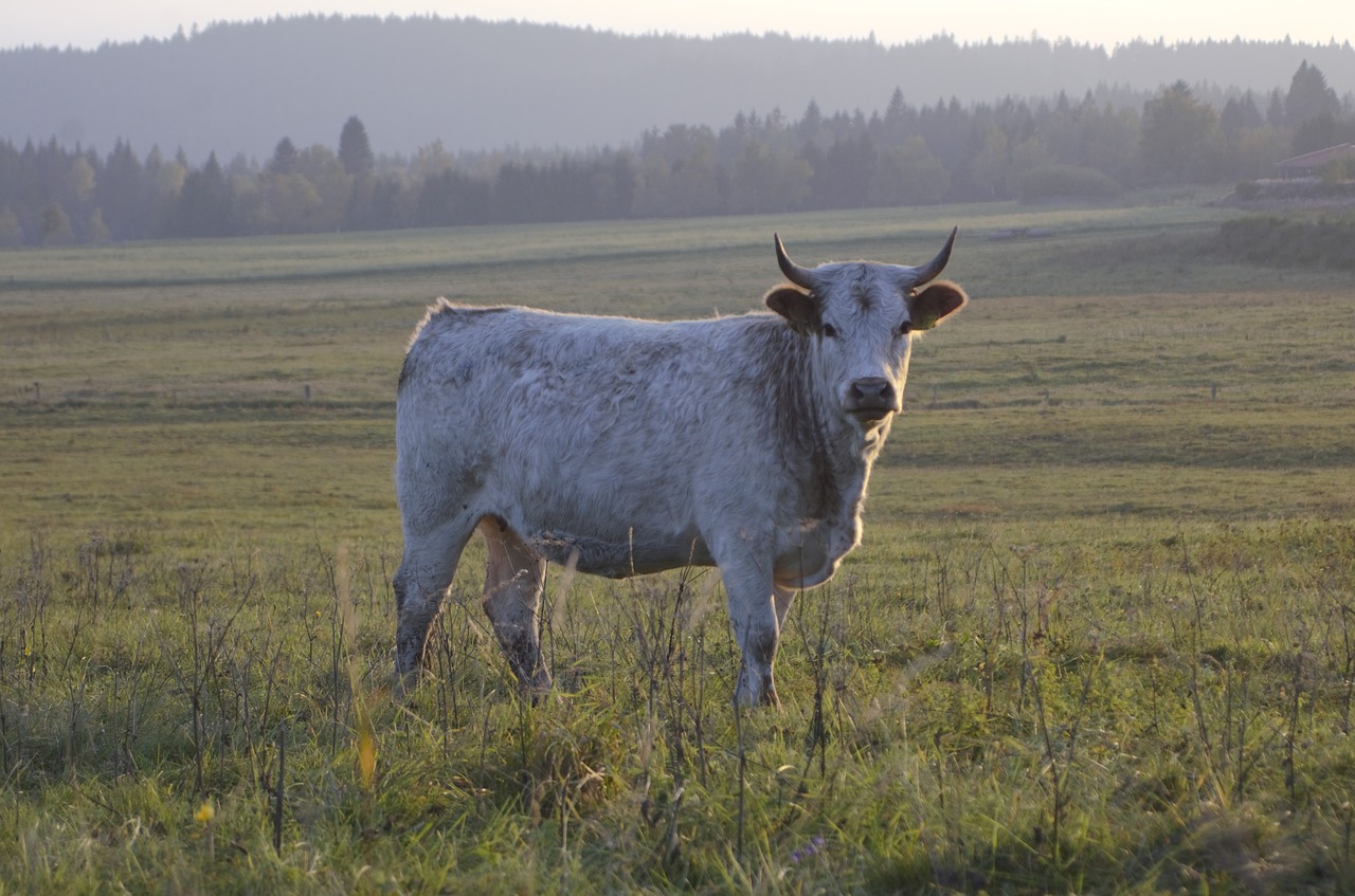 Image - cow white nature scot