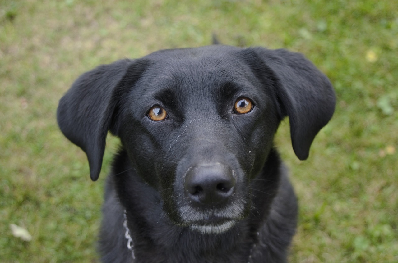 Image - dog black brown eyes she animal