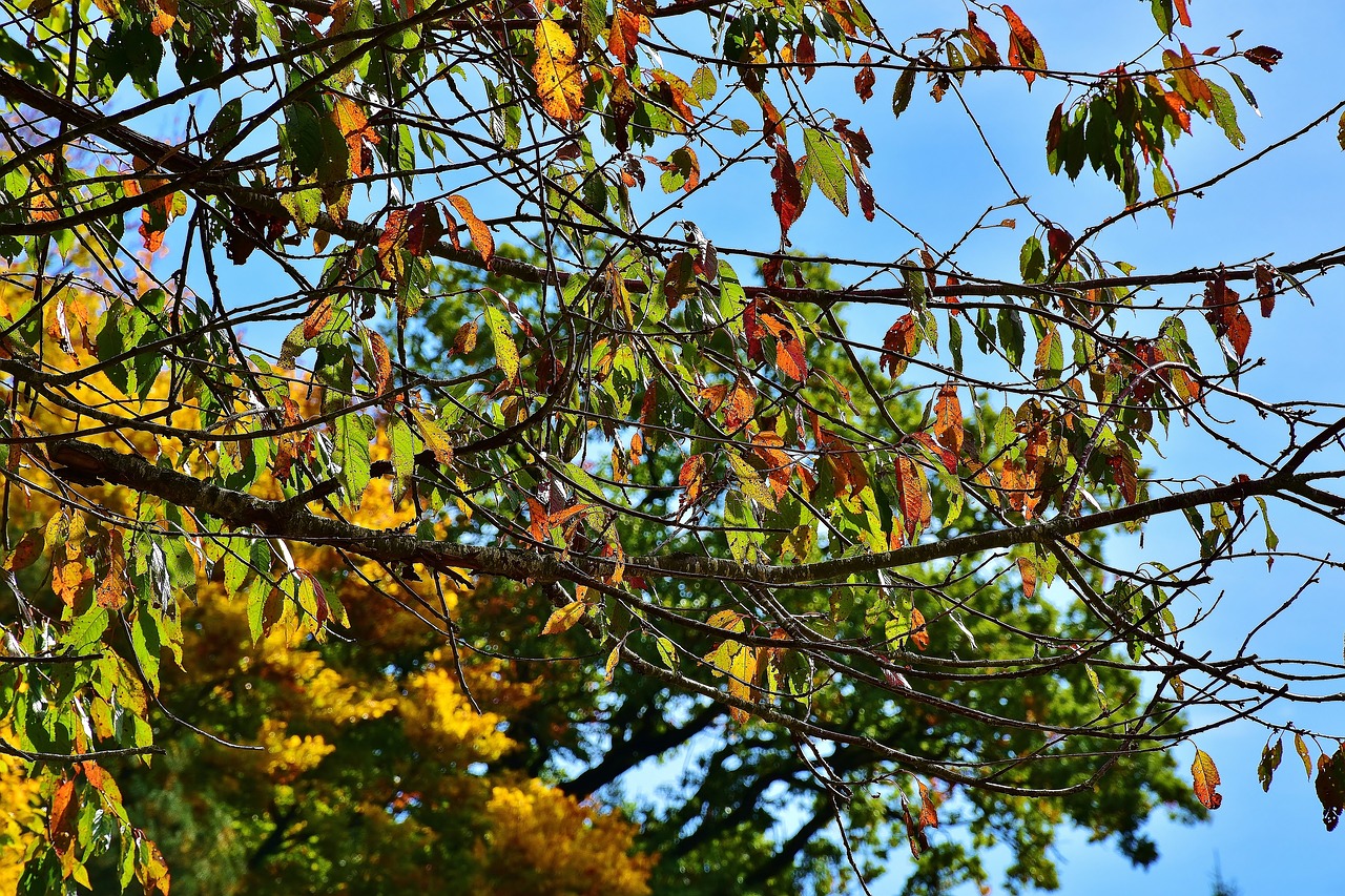 Image - nature forest trees autumn october