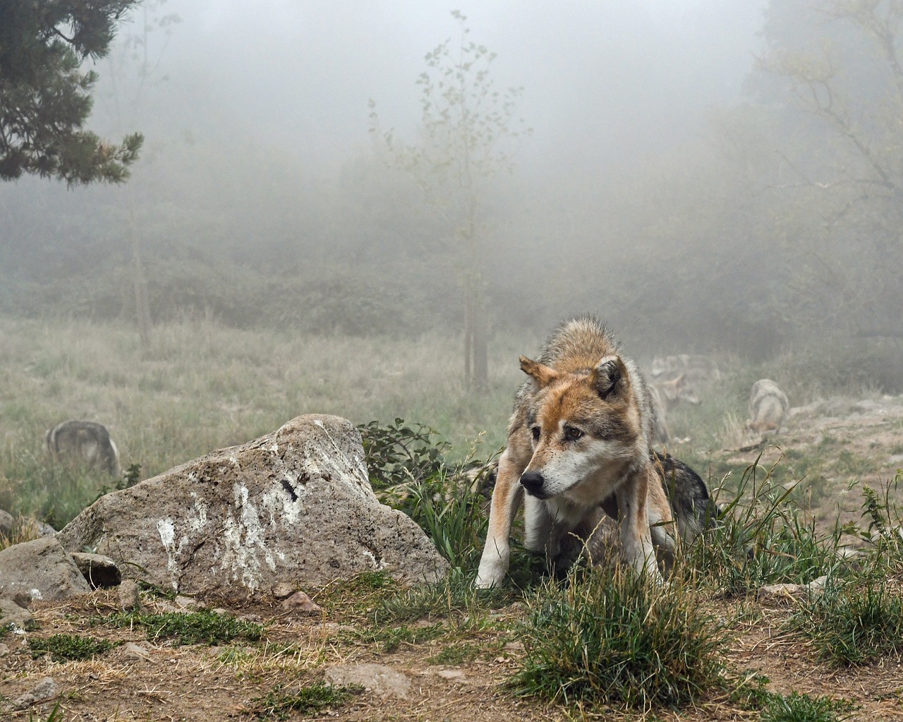 Image - wolf mist suspicious predator