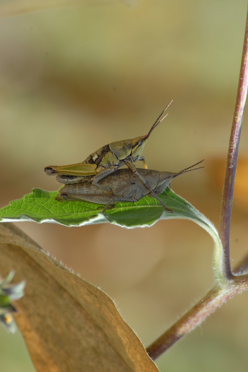 Image - insects chapulines nature