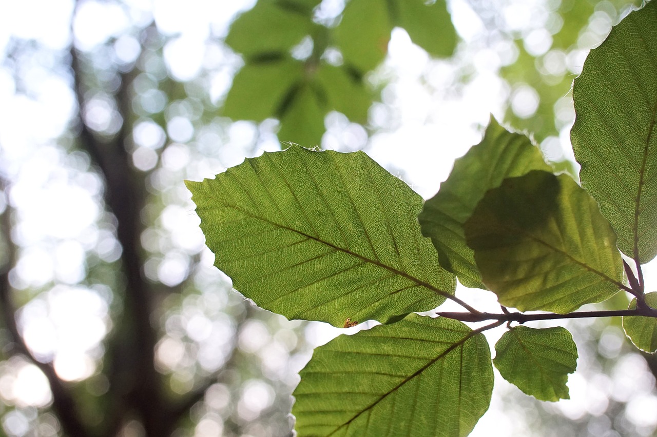 Image - leaf beech green close macro tree