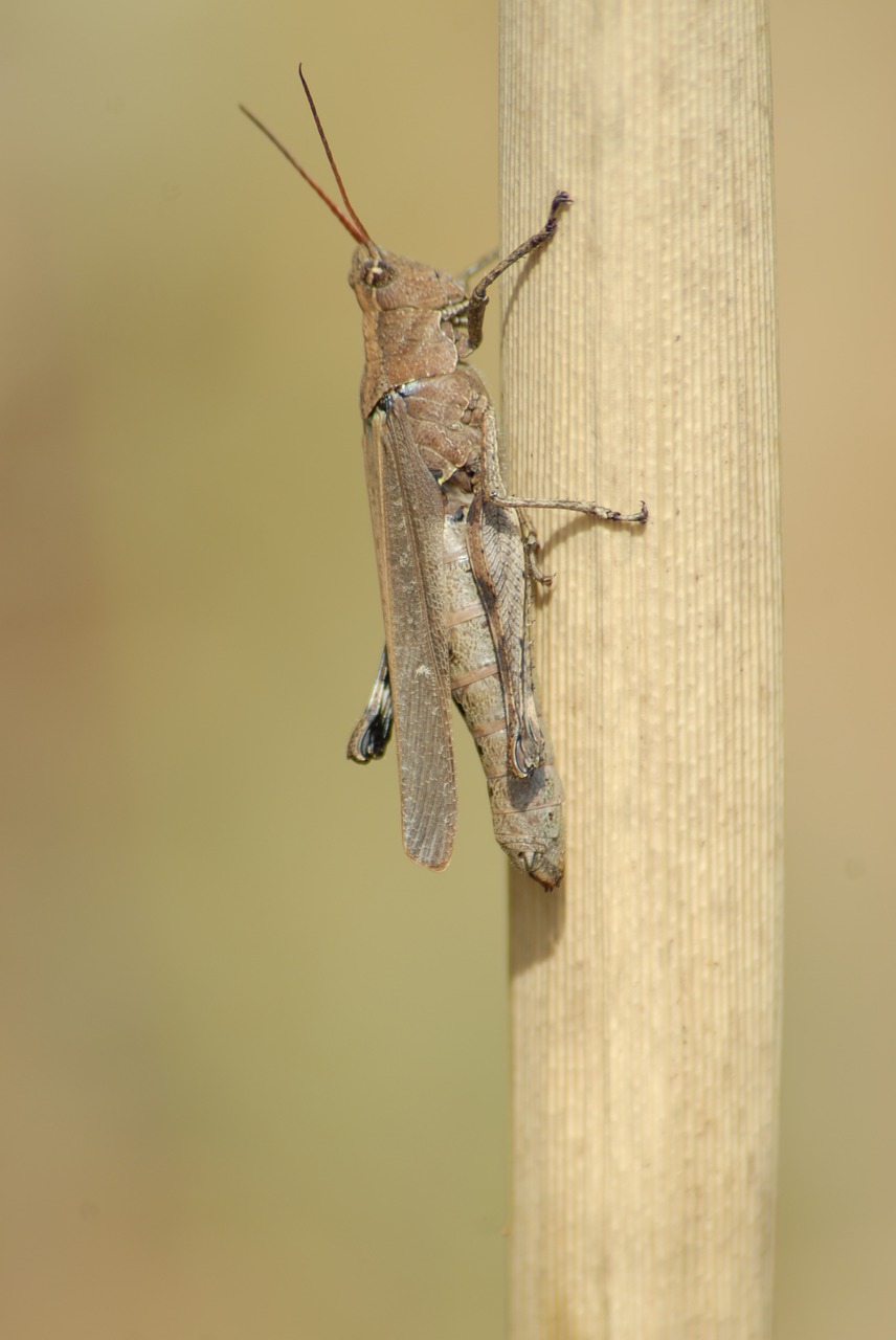 Image - insects chapulines nature