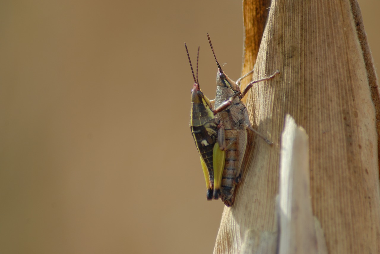 Image - insects chapulines nature