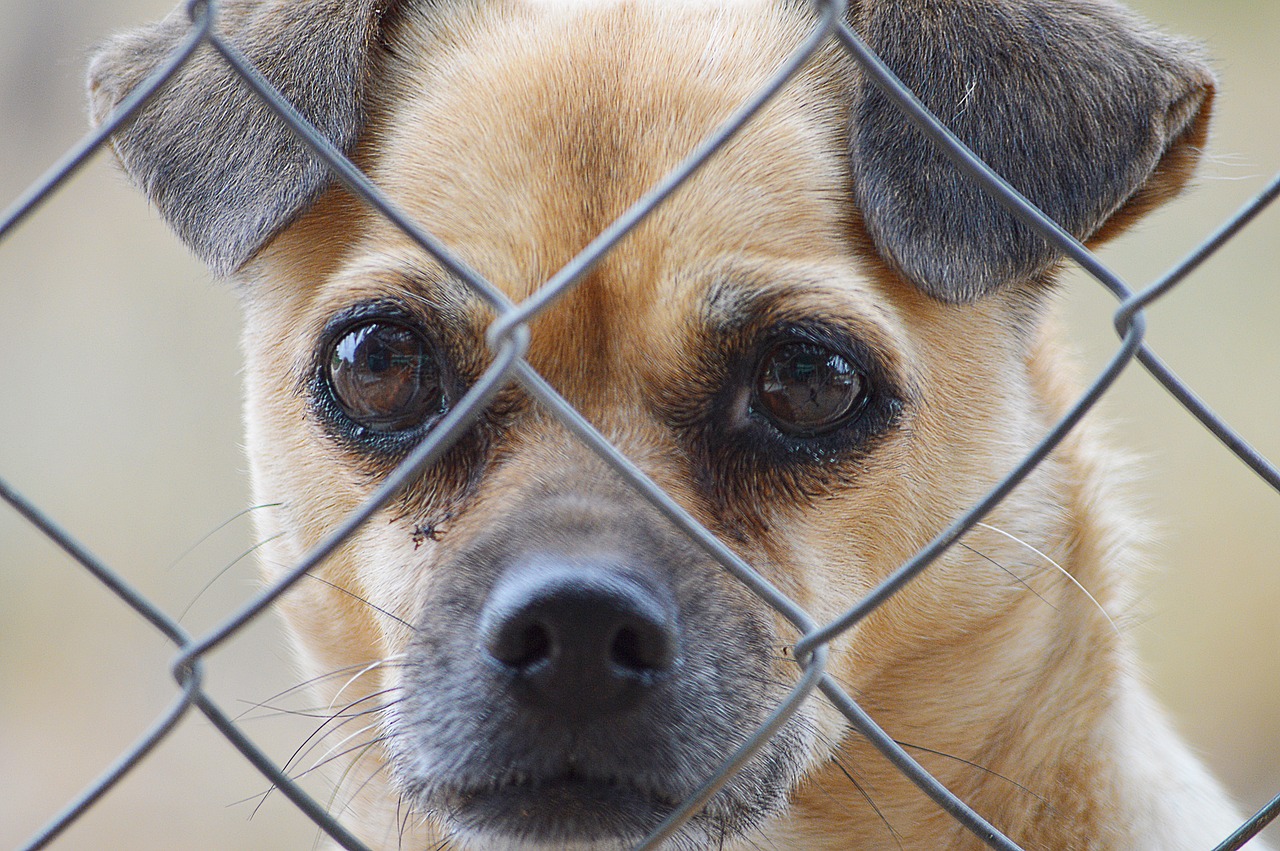 Image - dog face fence eyes look face