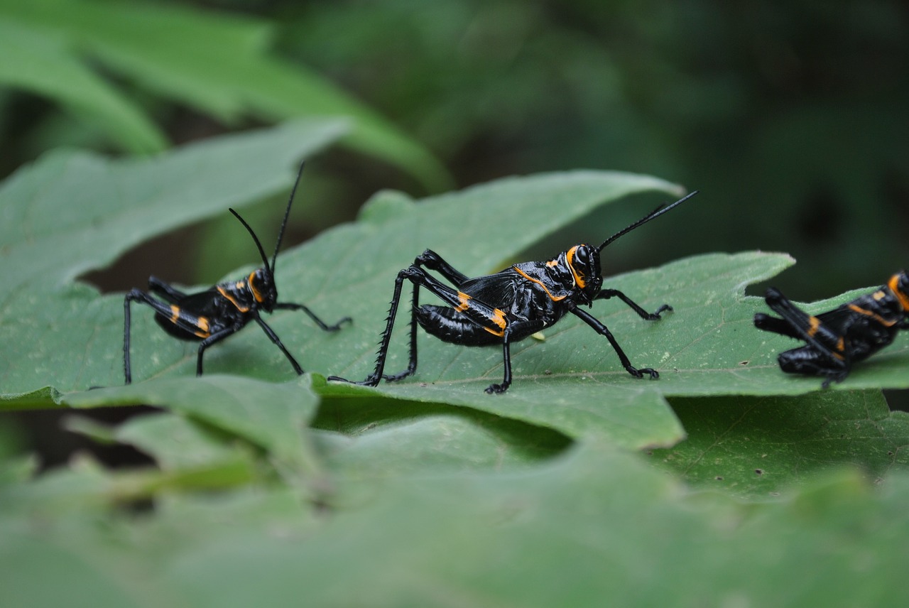 Image - insects chapulines nature