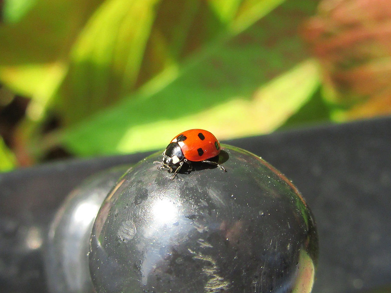 Image - ladybug bug beetle fence animals