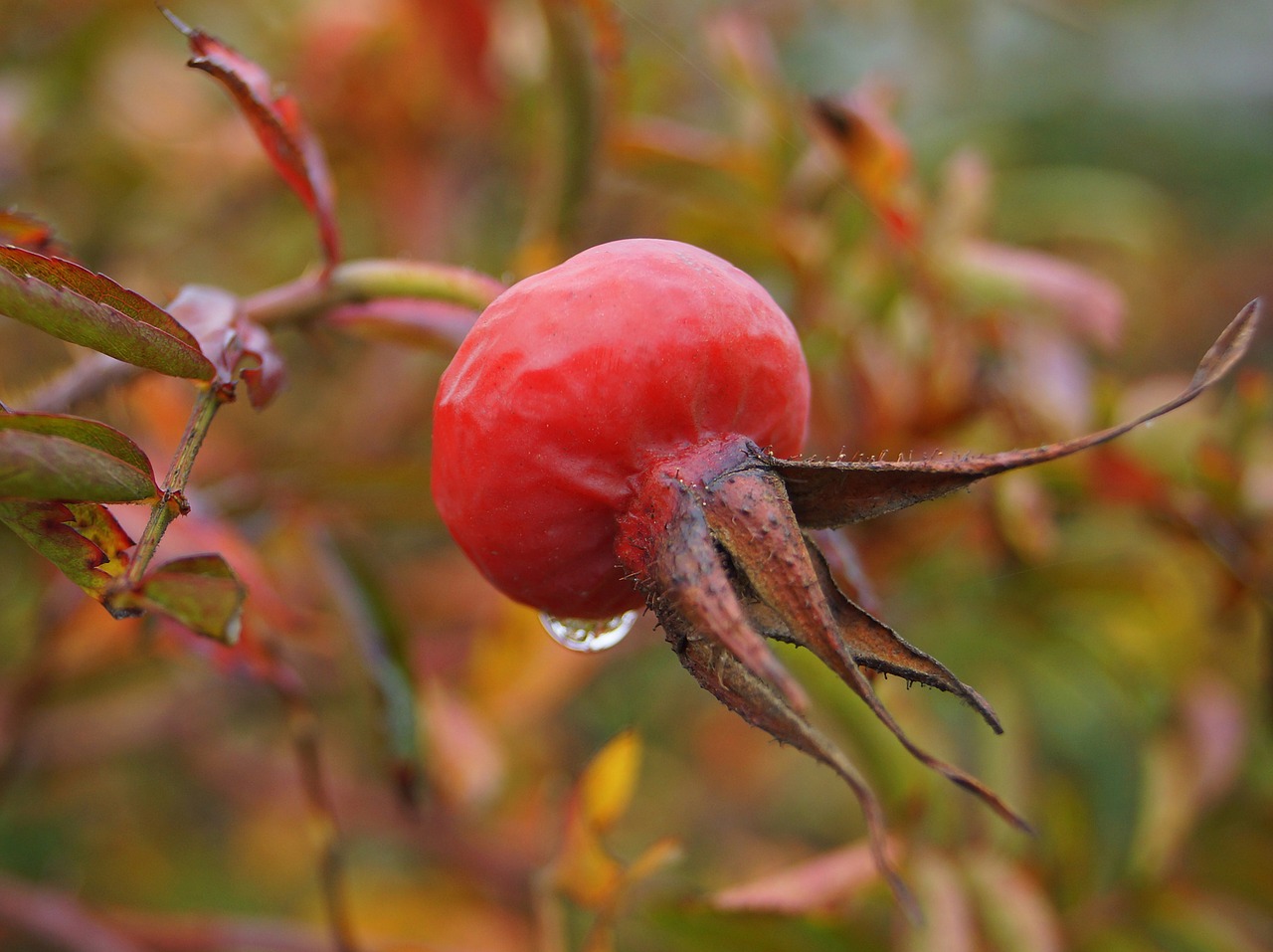 Image - rose hips wild rose nature fruit