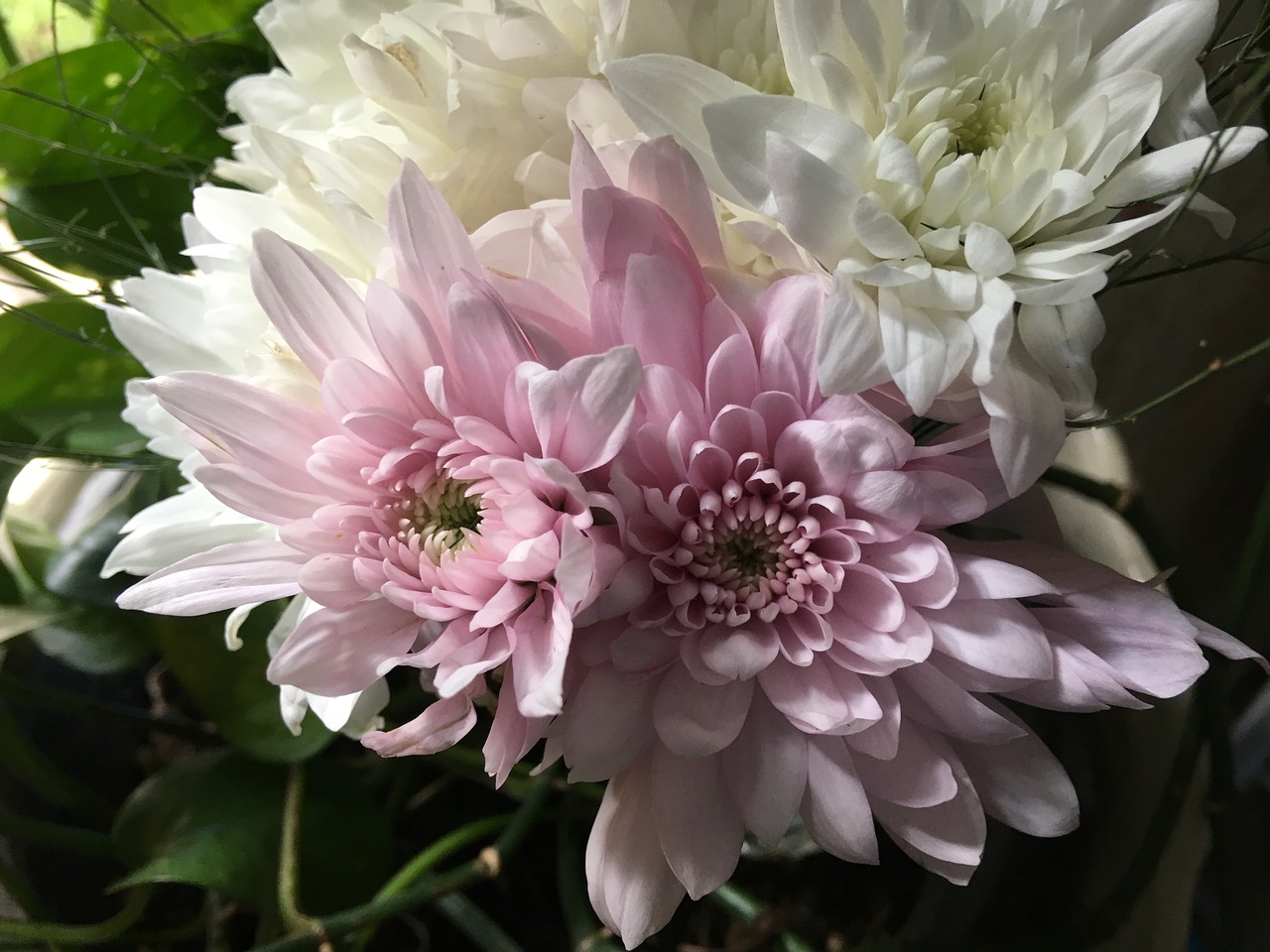 Image - dalia flowers plant petals rosa