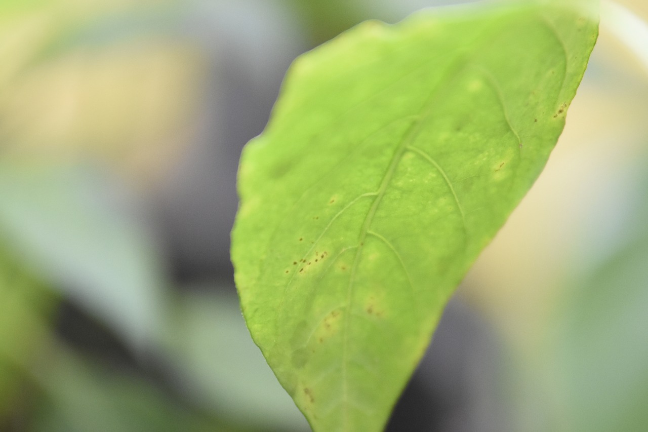 Image - leaf nature paprika natural plant