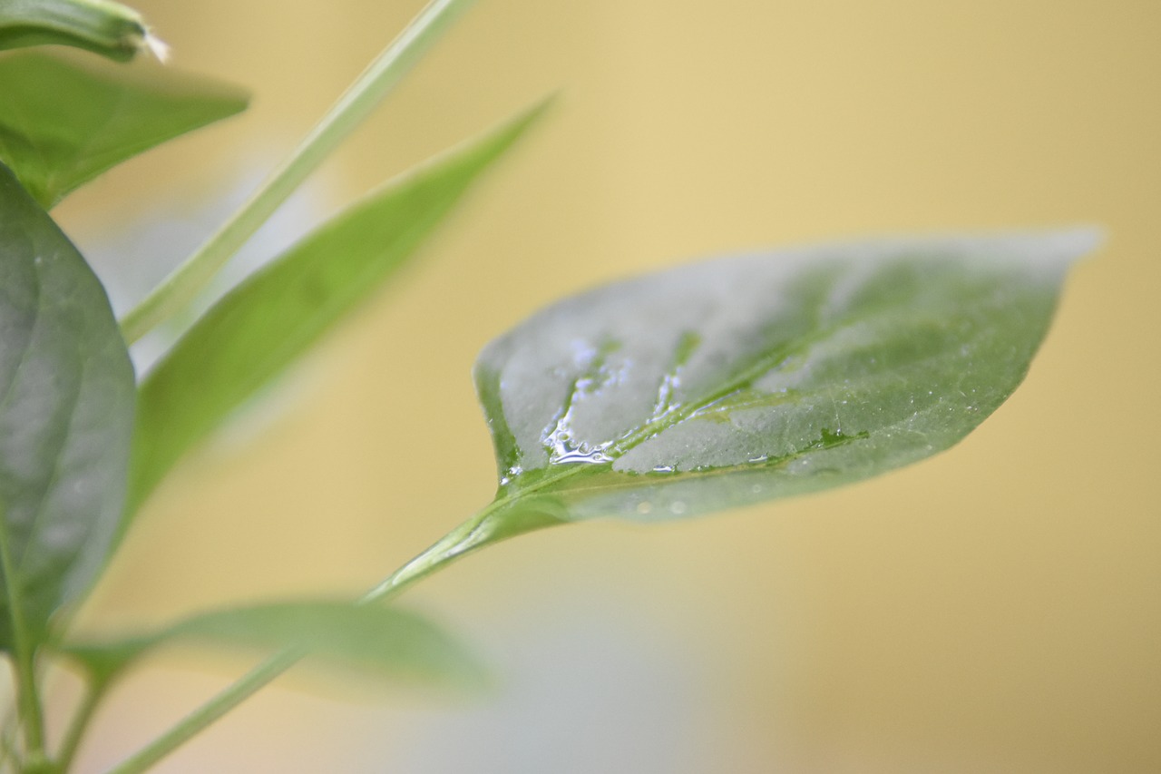 Image - leaf nature paprika natural plant