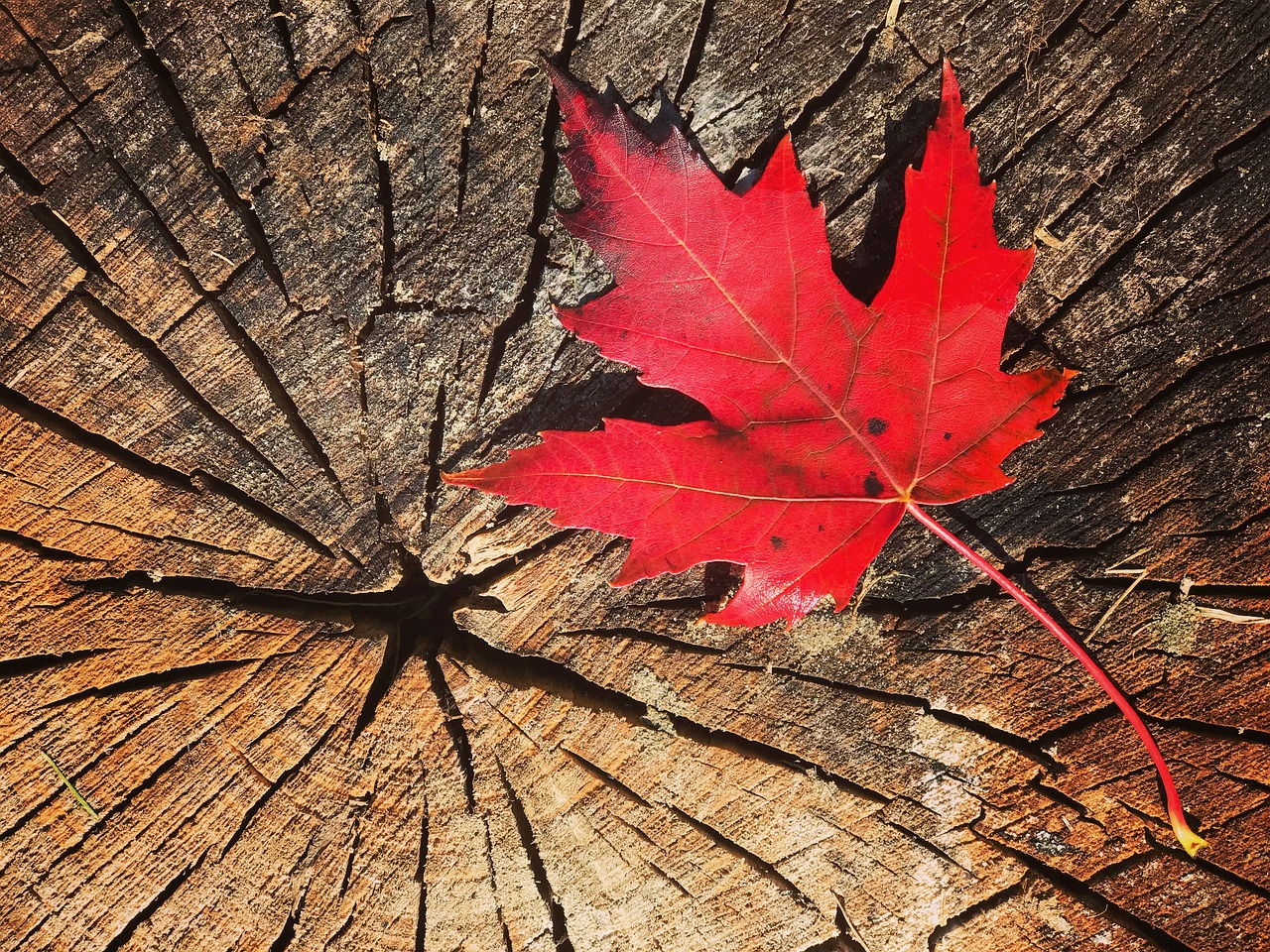 Image - fall leaf maple canada maple leaves